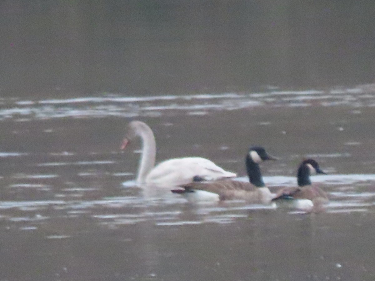 Tundra Swan - ML645265102