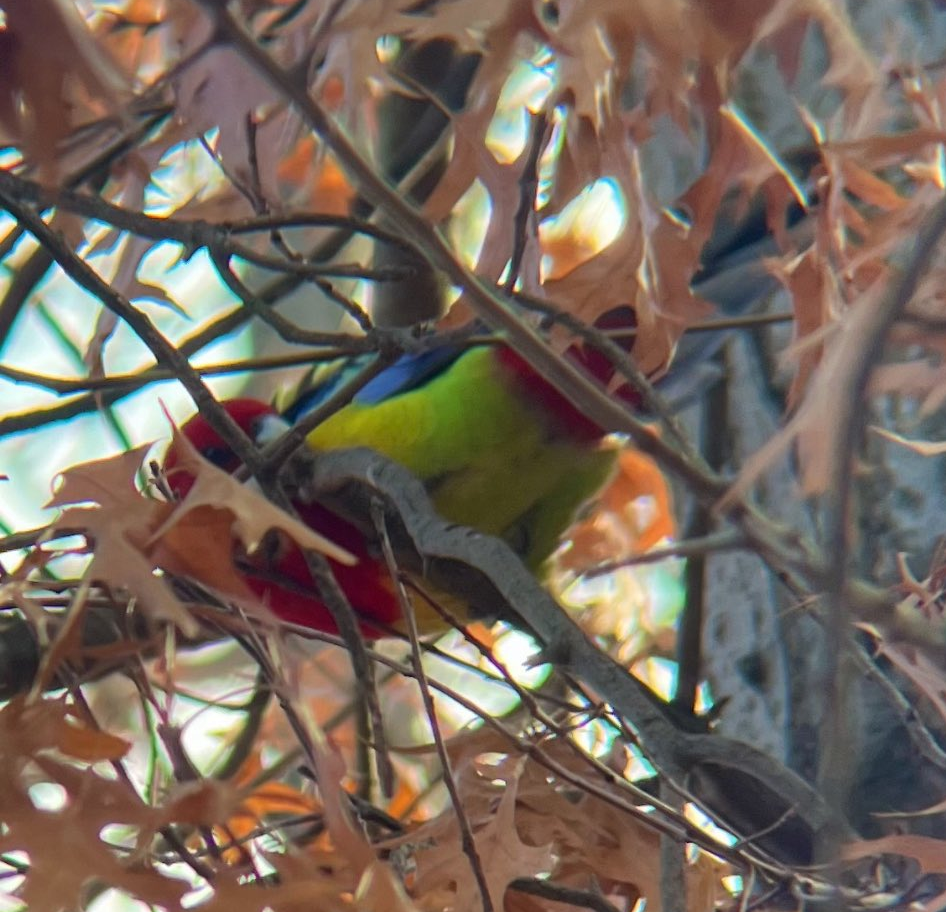 Eastern Rosella - ML645265103
