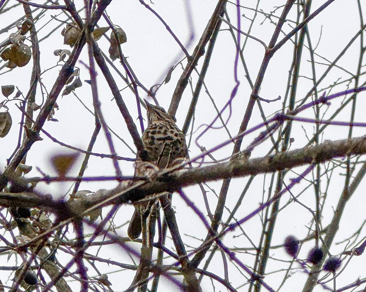 Hermit Thrush - ML645265109