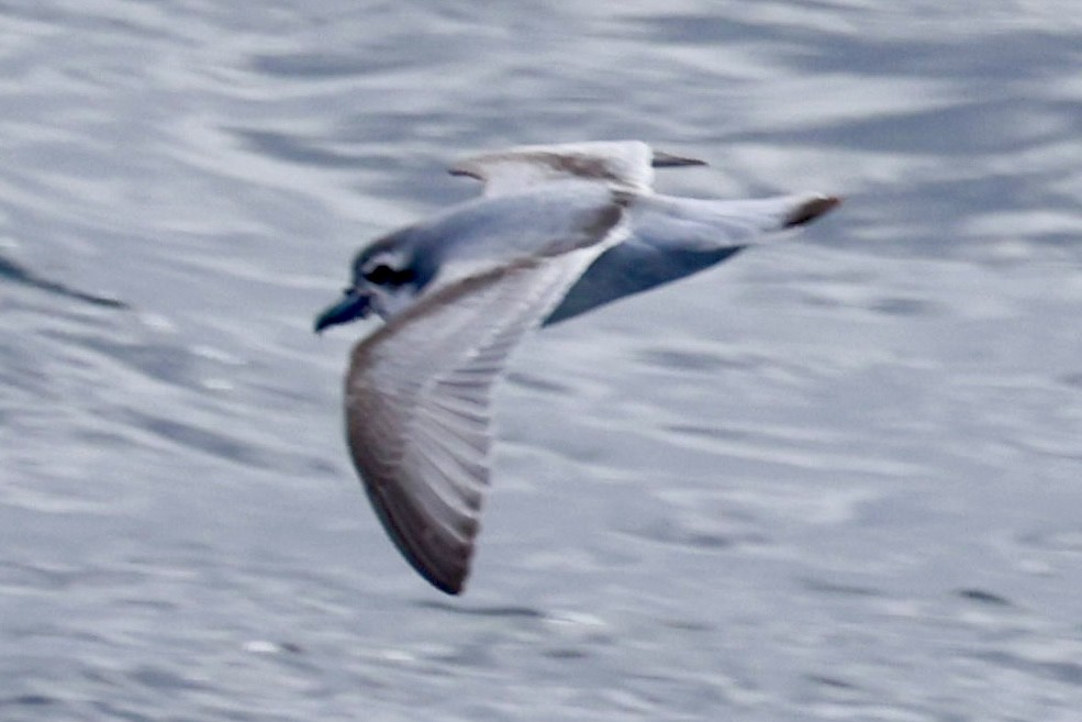 buřňák holubí - ML645265112