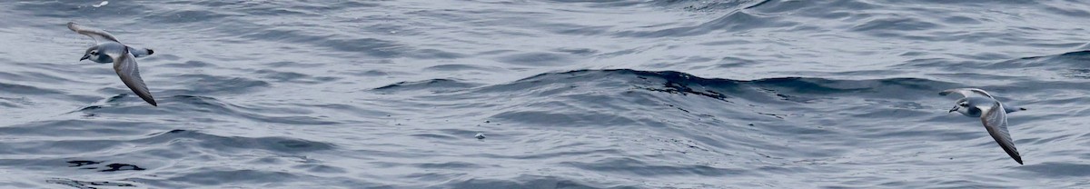 buřňák holubí - ML645265113