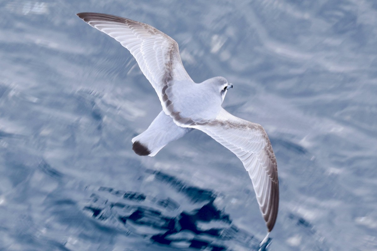 buřňák holubí - ML645265114