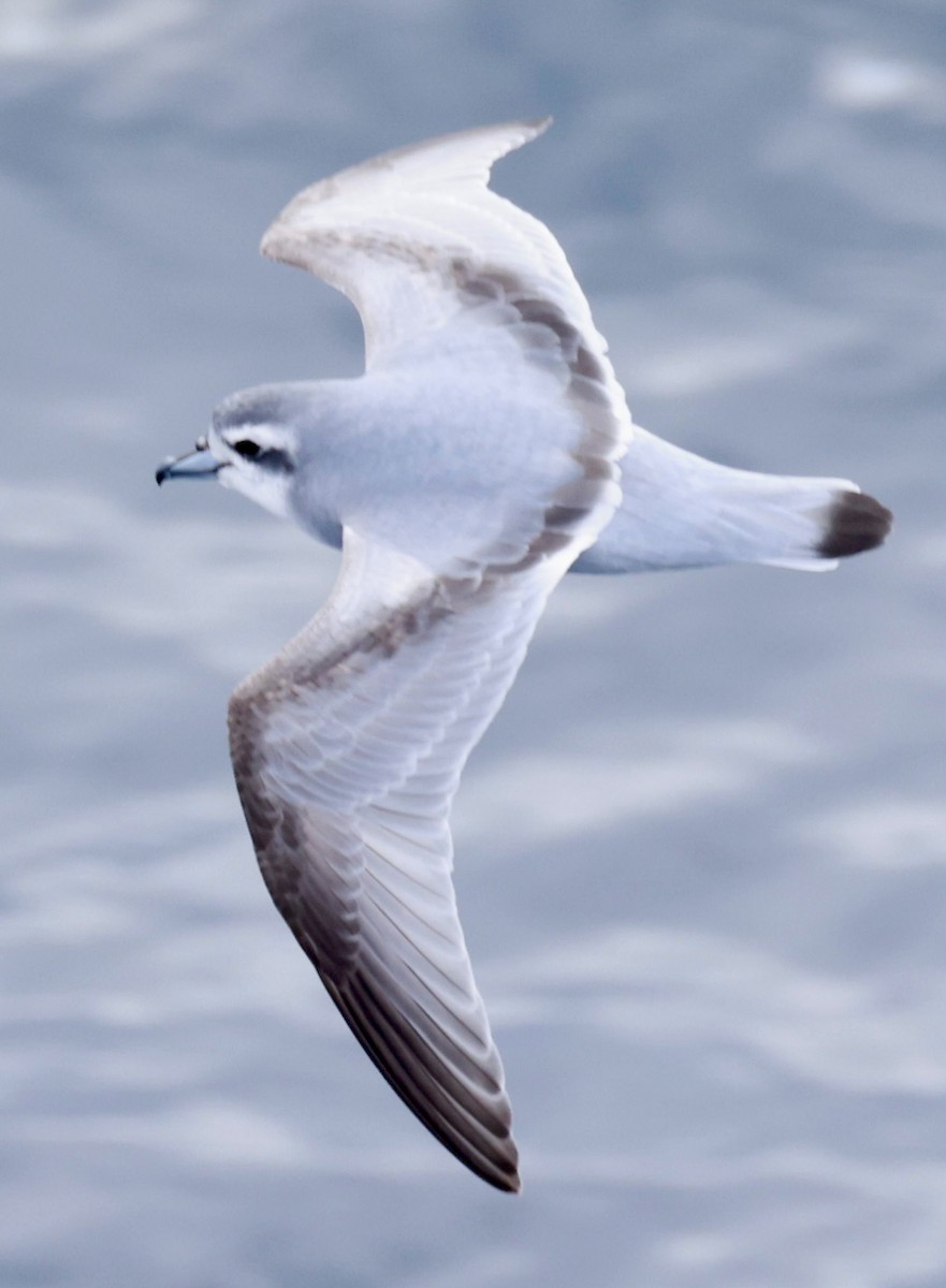 buřňák holubí - ML645265115