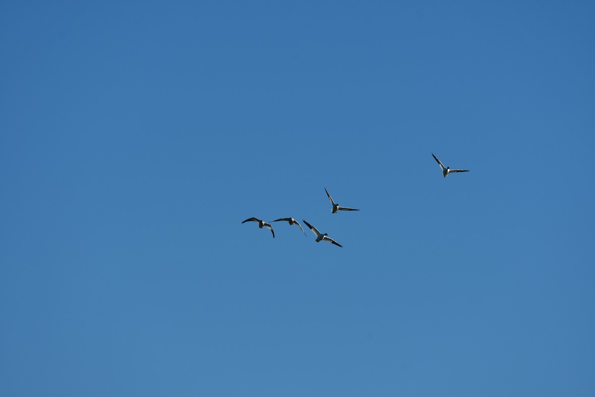 Snow Goose - ML645265117