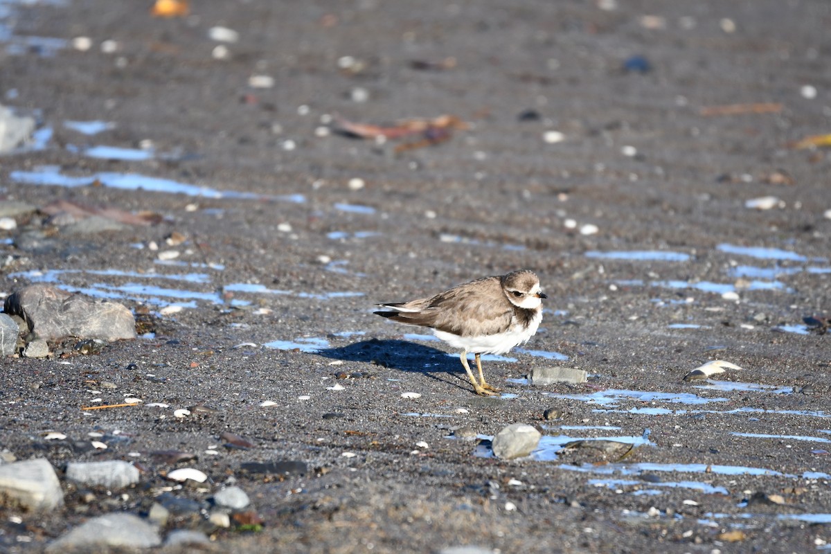 Semipalmated Plover - ML645265127