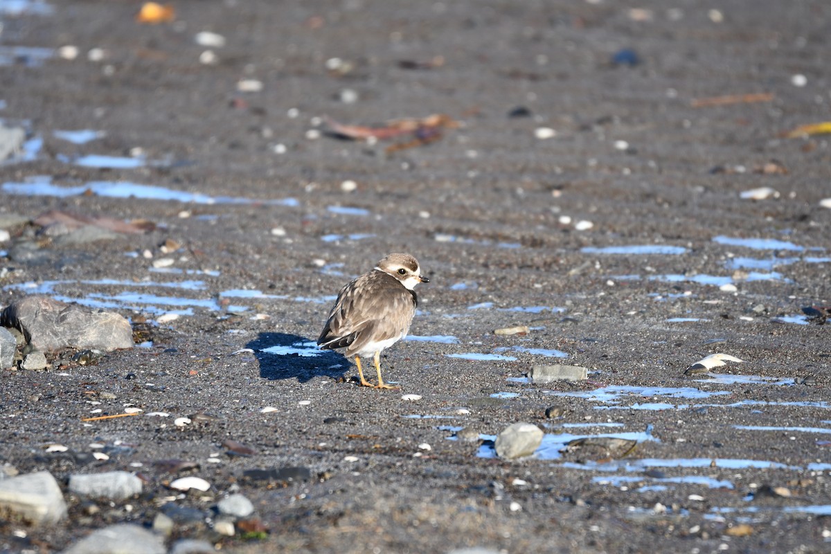 Semipalmated Plover - ML645265128