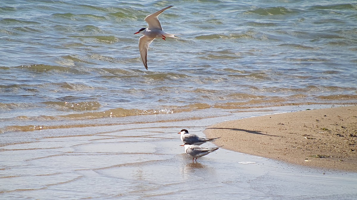 Common Tern - ML645265130