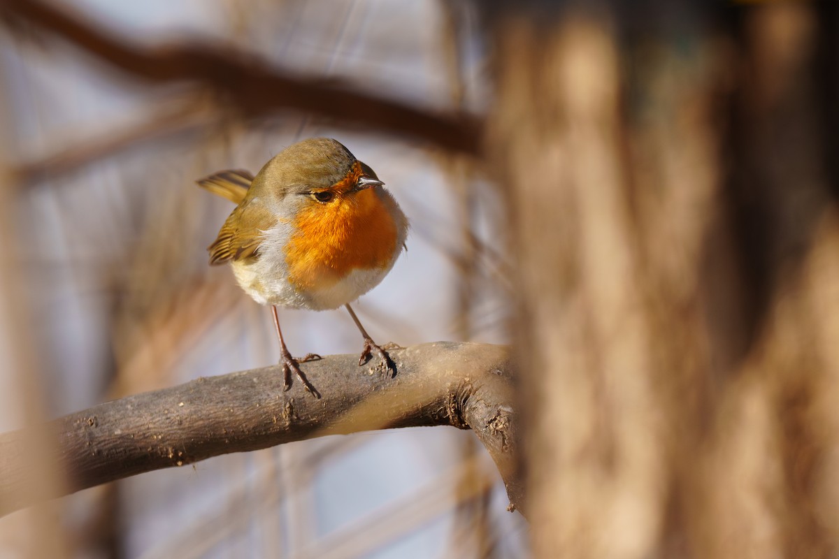 European Robin - ML645265133