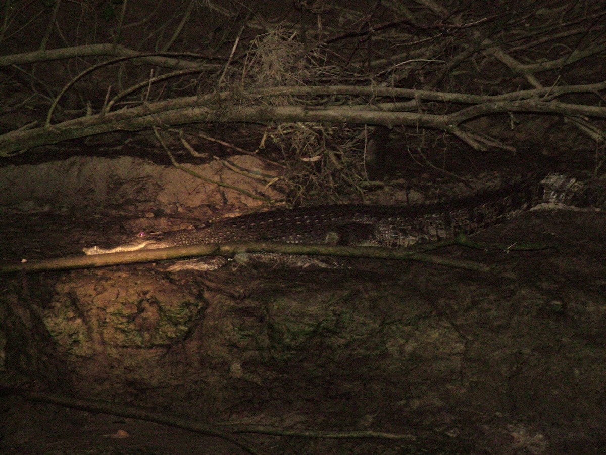 Saltwater Crocodile - ML645265136