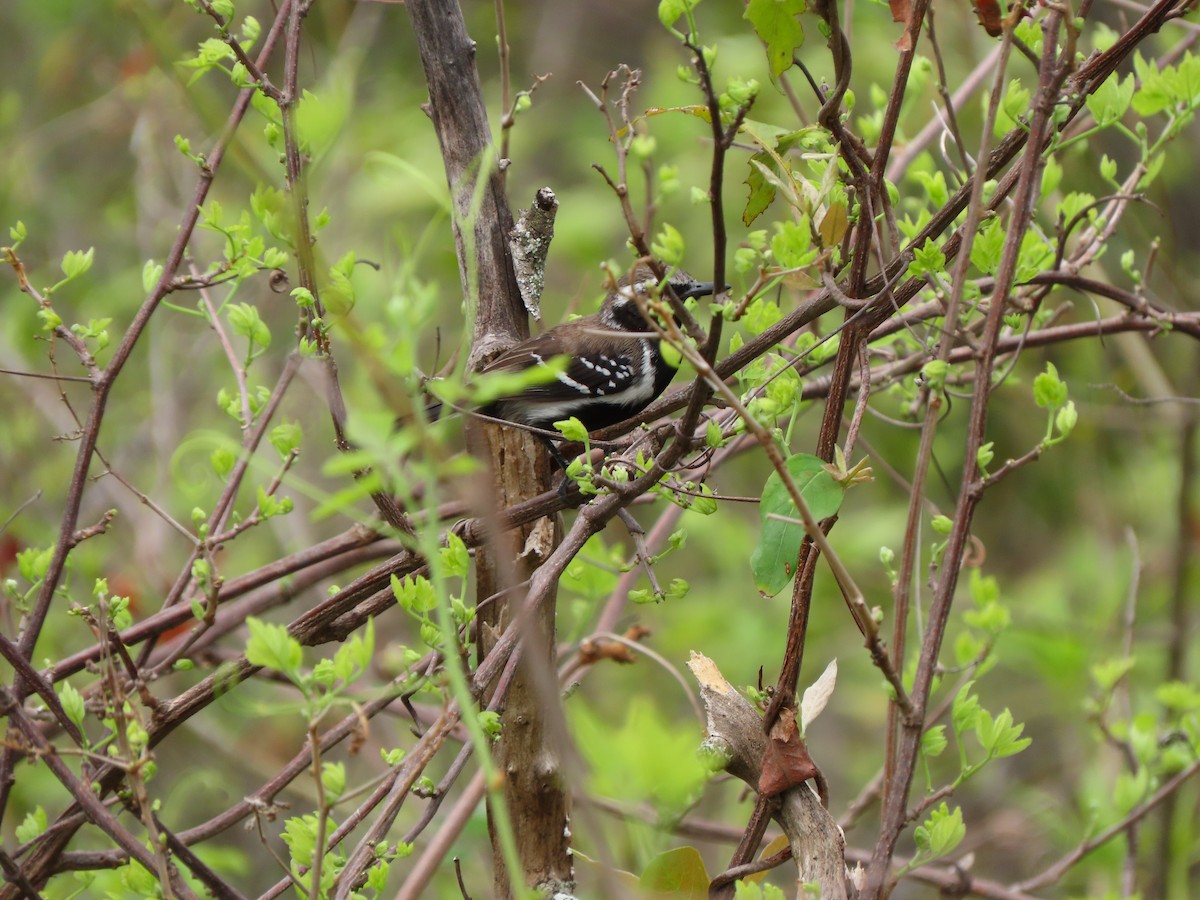Northern White-fringed Antwren - ML645265138