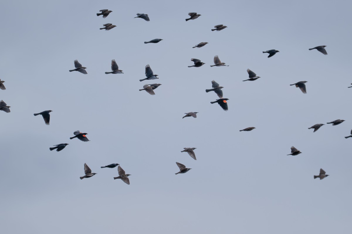 blackbird sp. - ML645265143