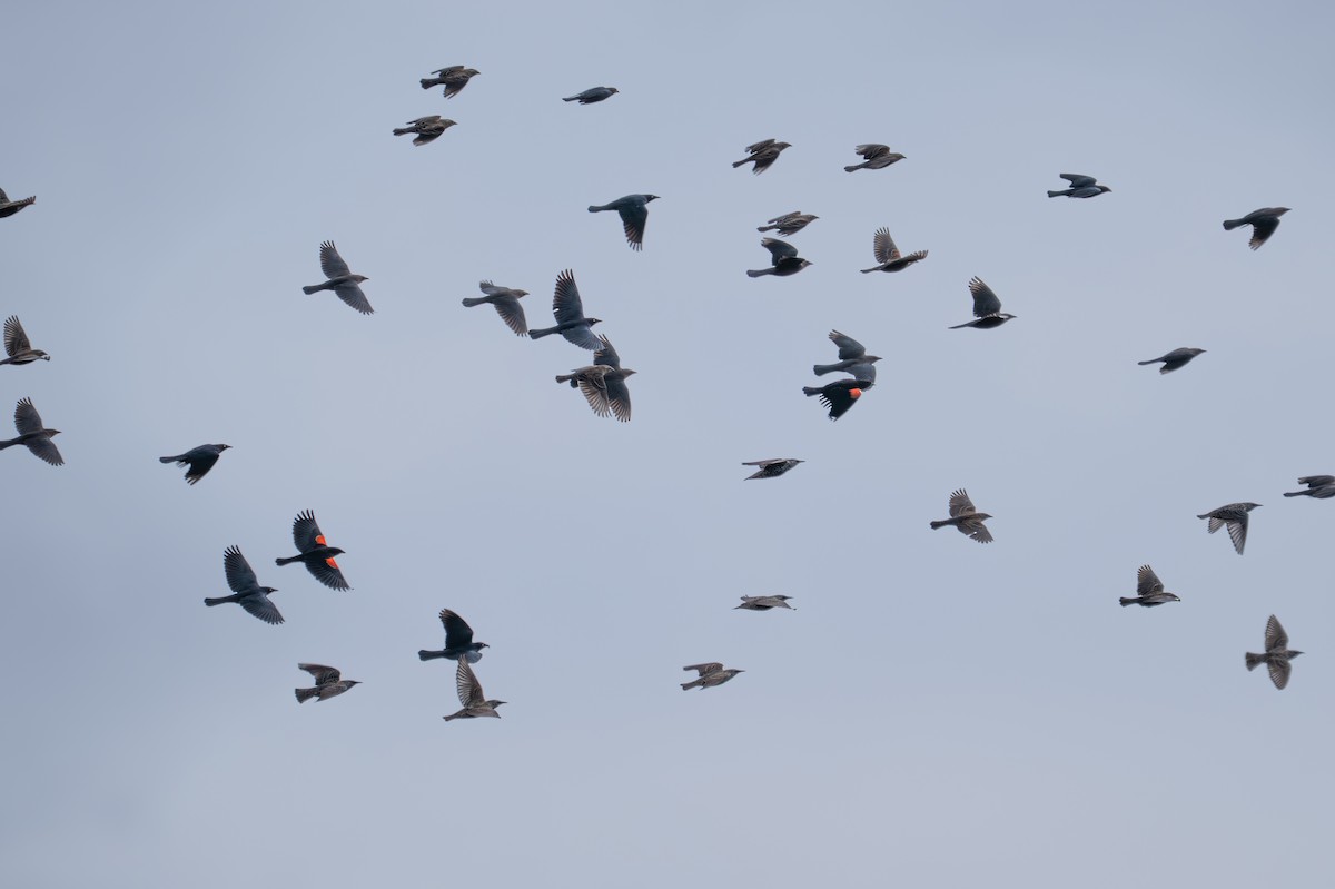 blackbird sp. - ML645265144