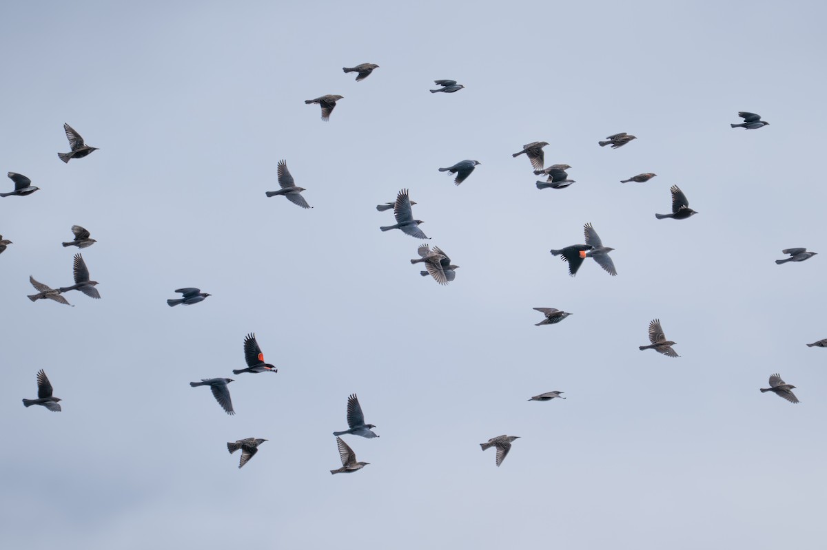 blackbird sp. - ML645265145