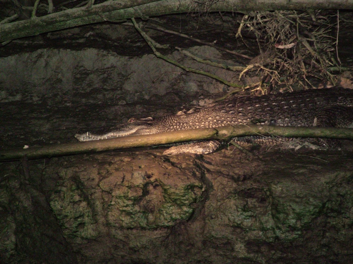 Saltwater Crocodile - ML645265146