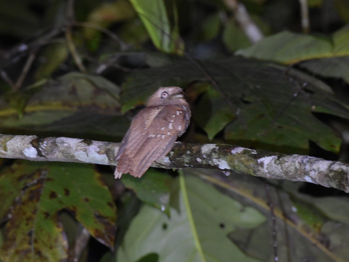 Philippine Frogmouth - ML645265149