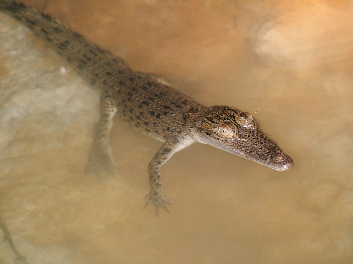 Saltwater Crocodile - ML645265151