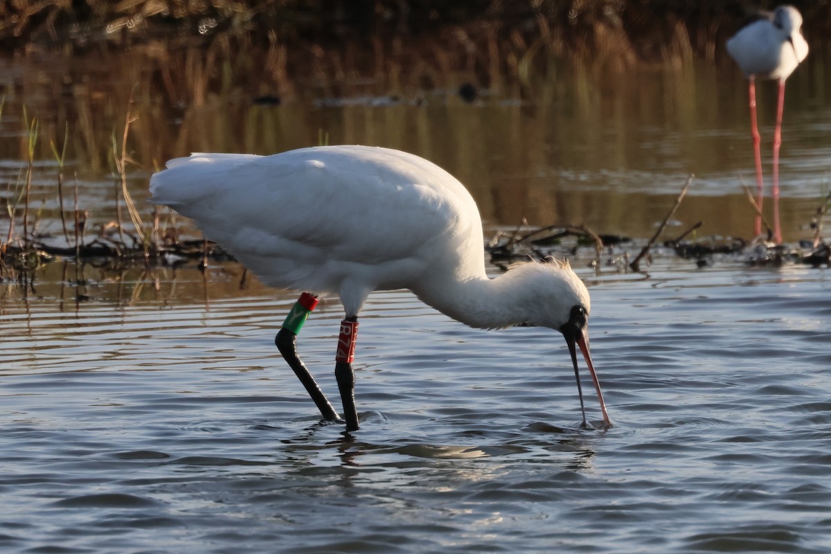 黑面琵鷺 - ML645265152