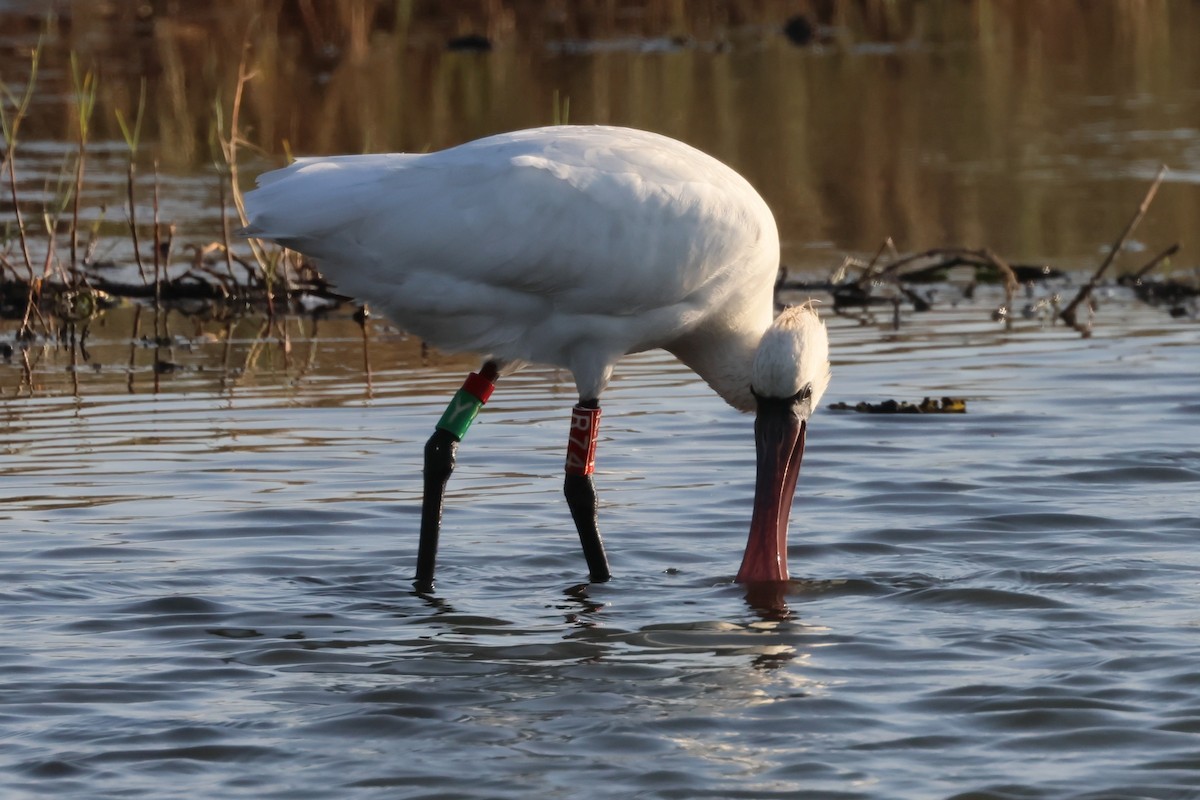 黑面琵鷺 - ML645265153