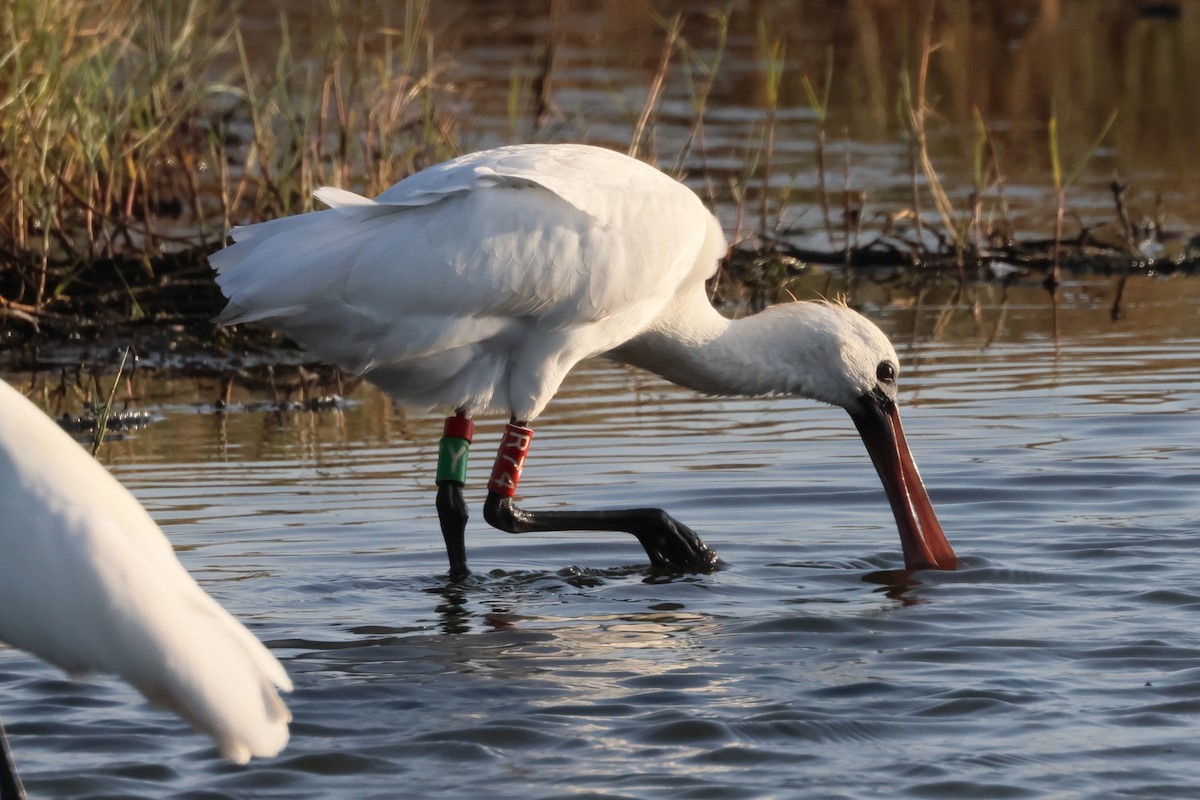 黑面琵鷺 - ML645265154