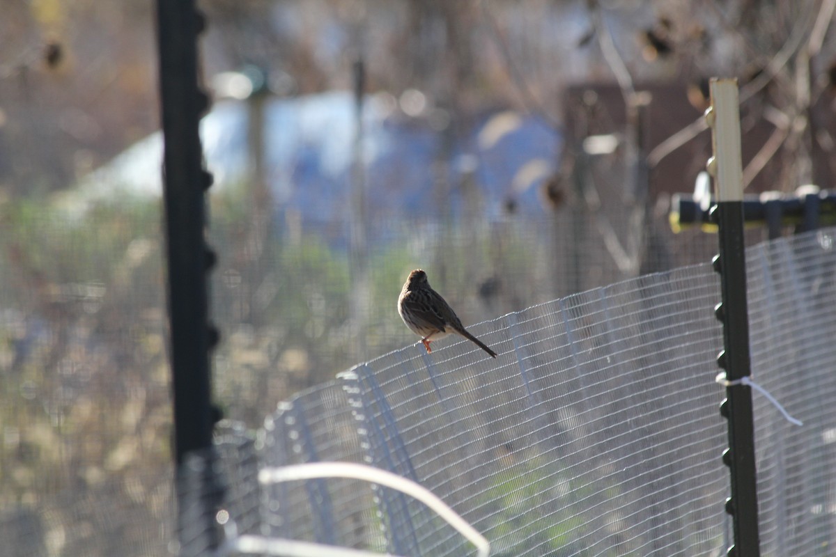 Song Sparrow - ML645265158