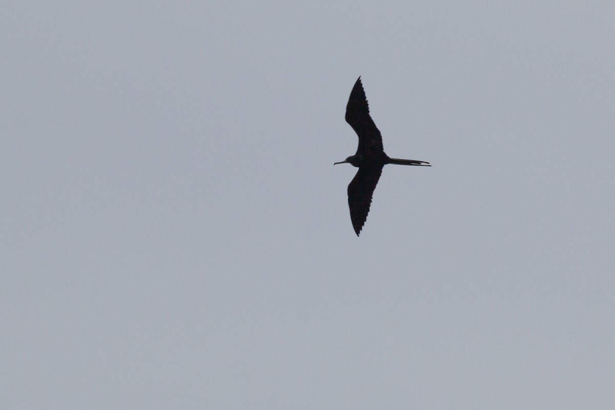 פריגט גדול - ML645265163