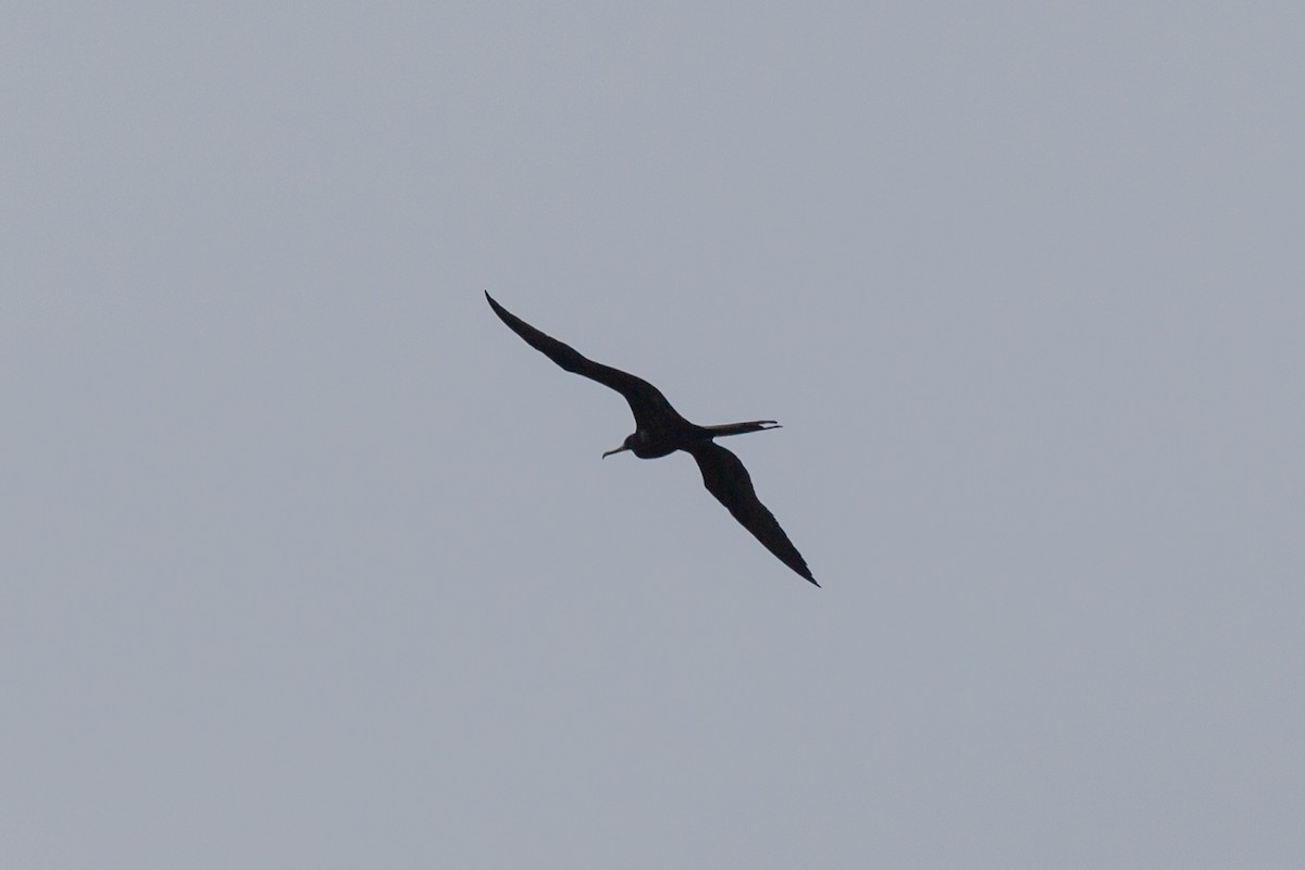 פריגט גדול - ML645265164