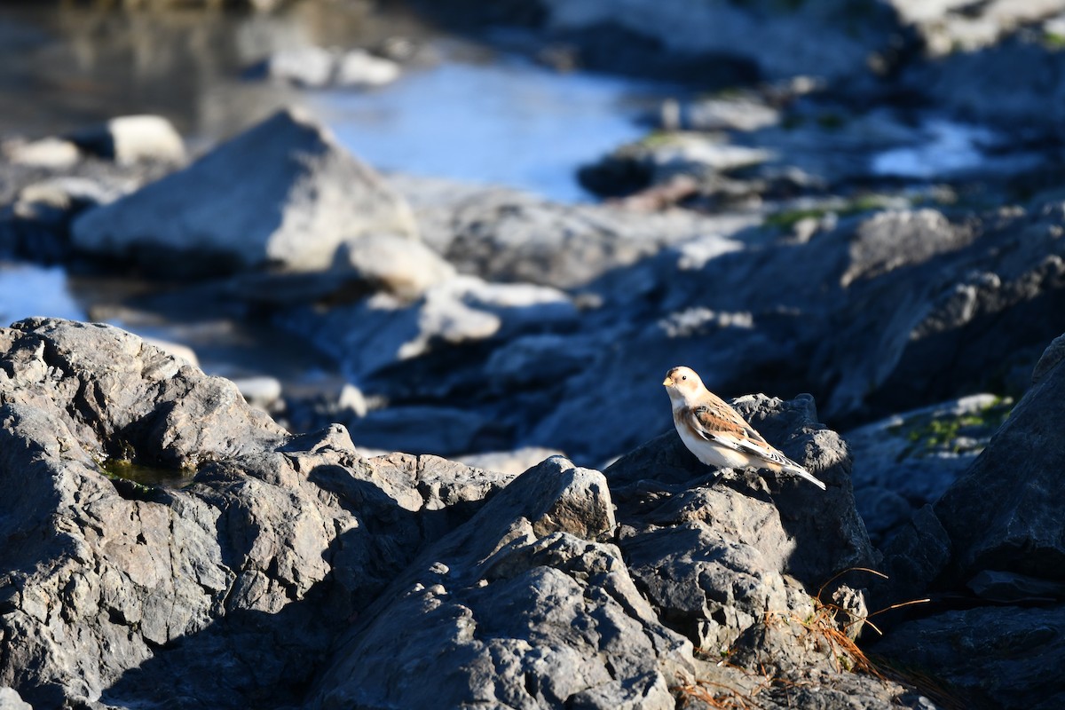 Snow Bunting - ML645265165