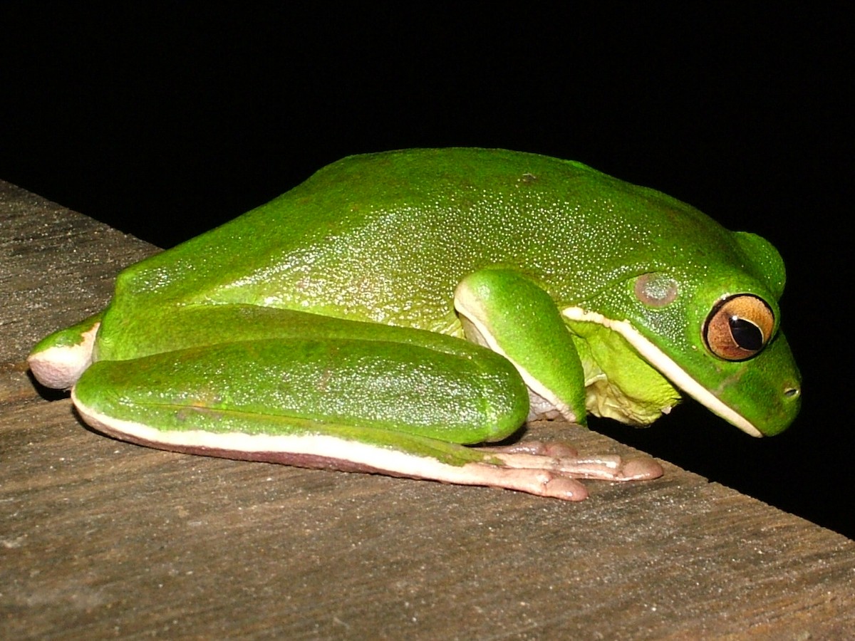 White-lipped Tree Frog - ML645265166