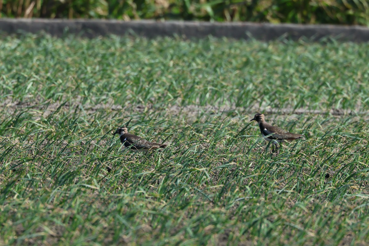 小辮鴴 - ML645265173