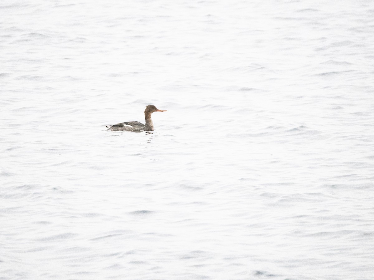 Serreta Mediana - ML645265174