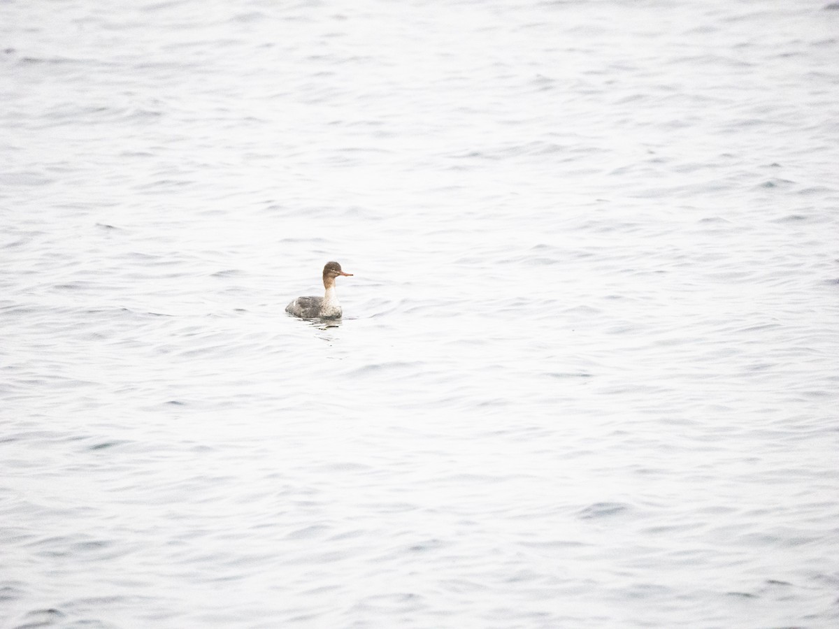 Serreta Mediana - ML645265175