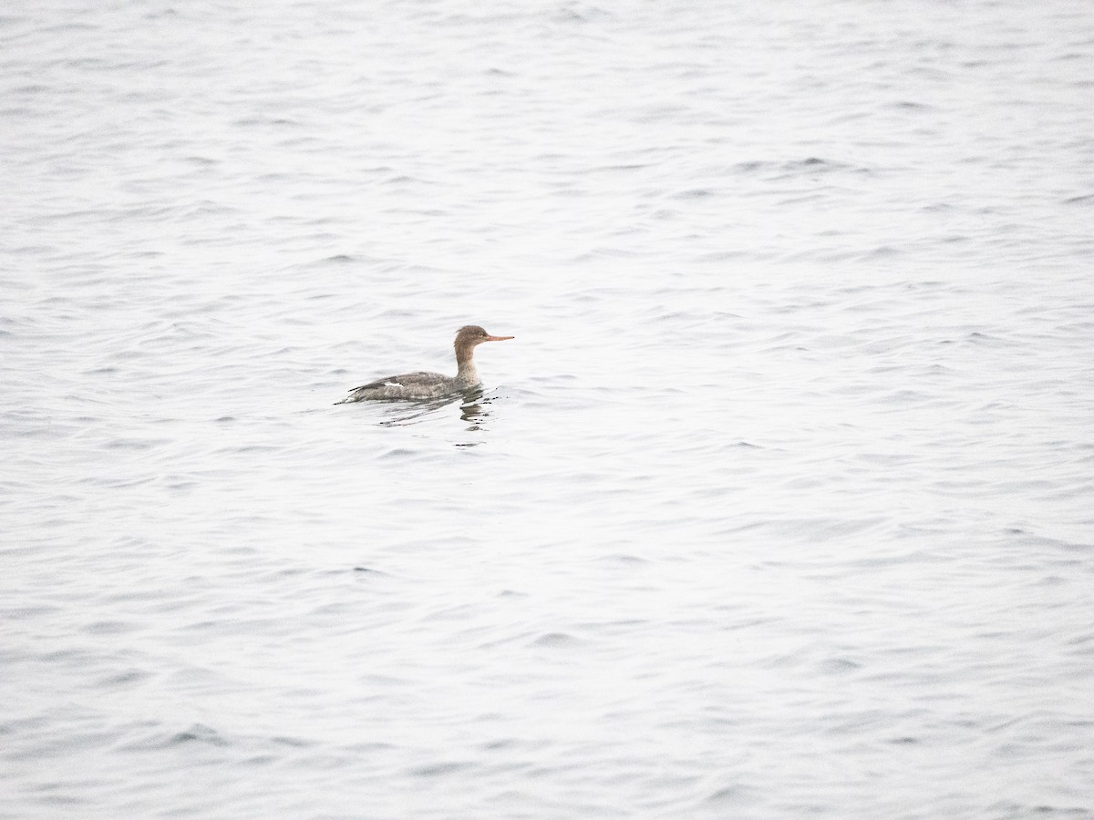 Serreta Mediana - ML645265176