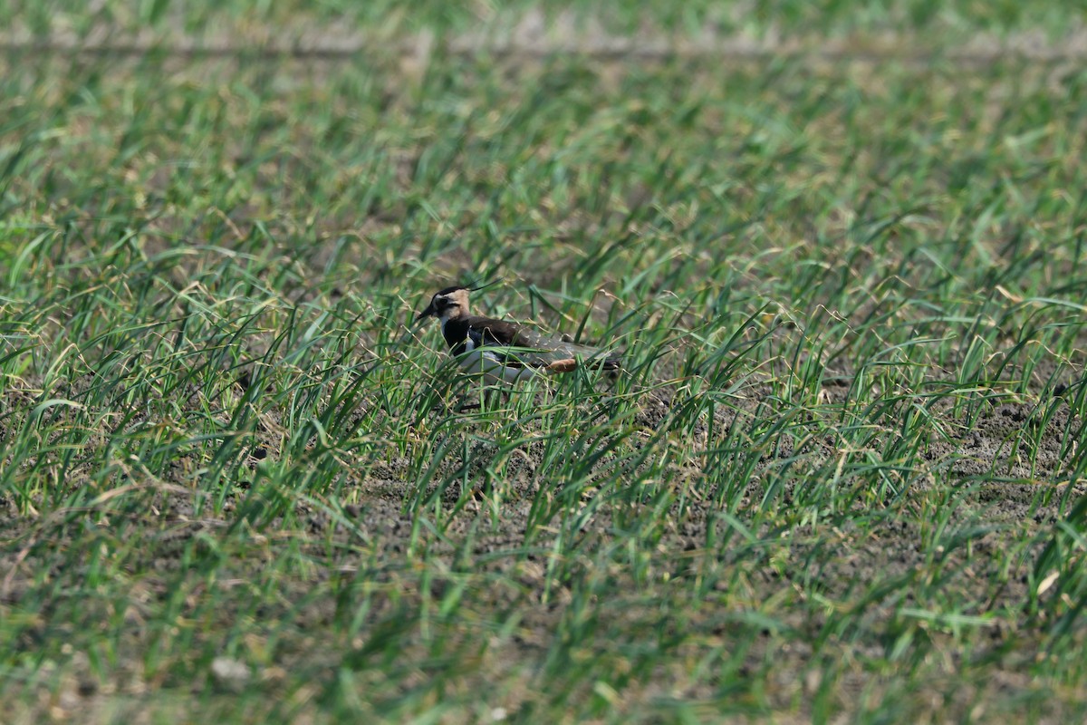 小辮鴴 - ML645265177