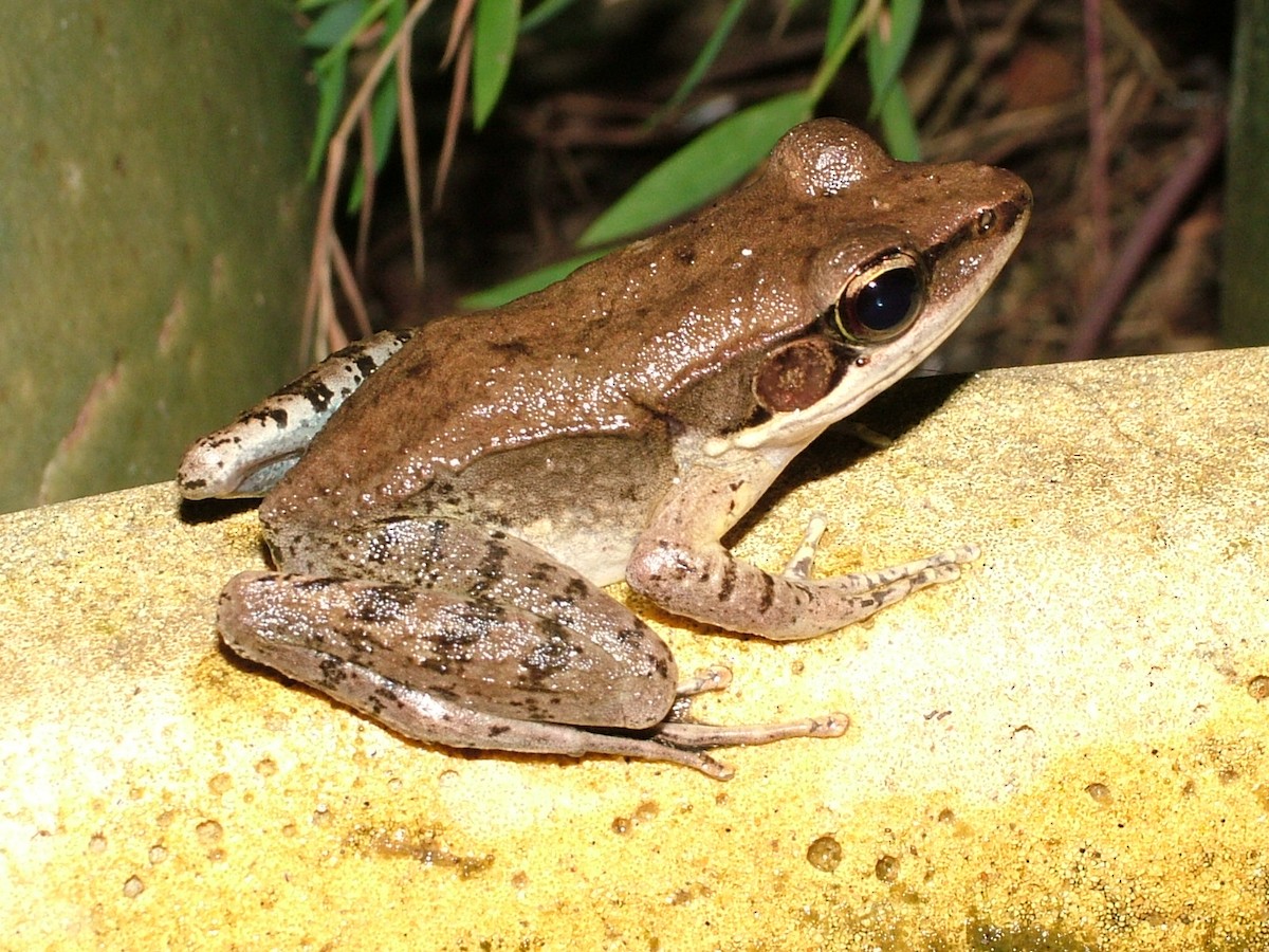 Australian Wood Frog - ML645265179