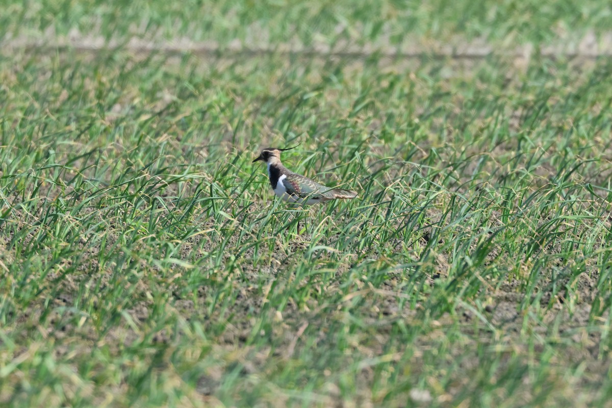 小辮鴴 - ML645265180