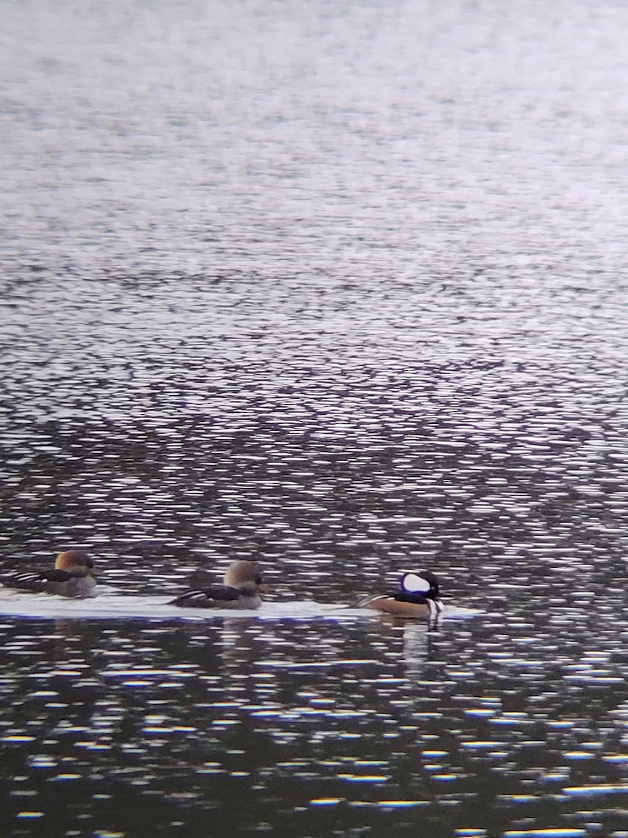 Hooded Merganser - ML645265184