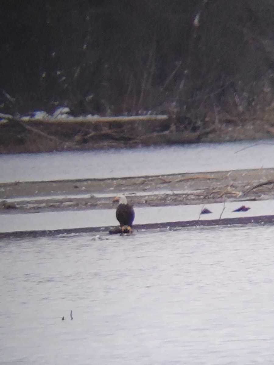 Bald Eagle - ML645265188