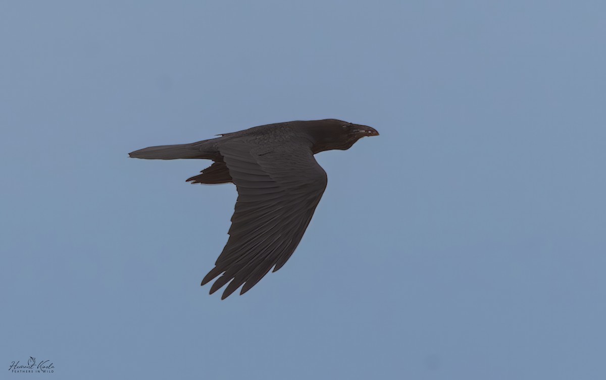Common Raven - ML645265191