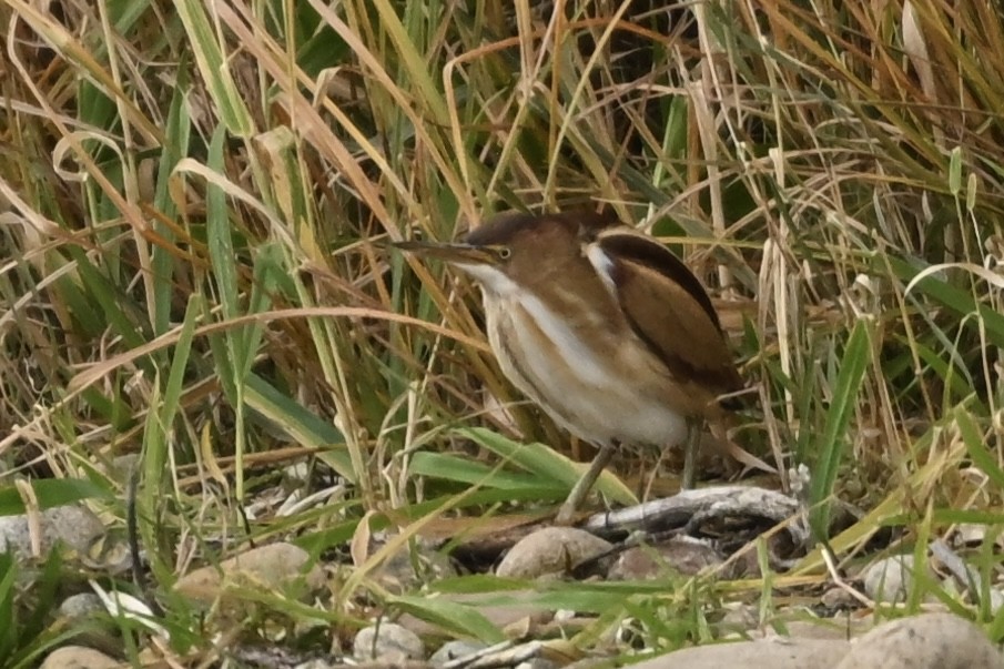 Least Bittern - ML645265194