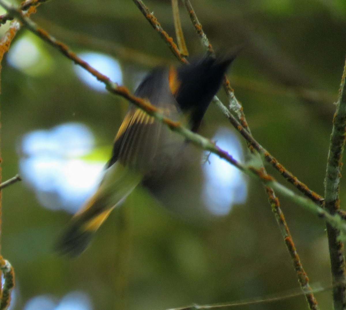 American Redstart - ML645265202