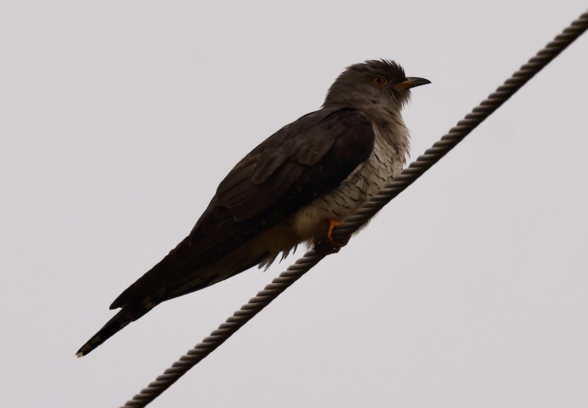 Зозуля звичайна - ML645265219