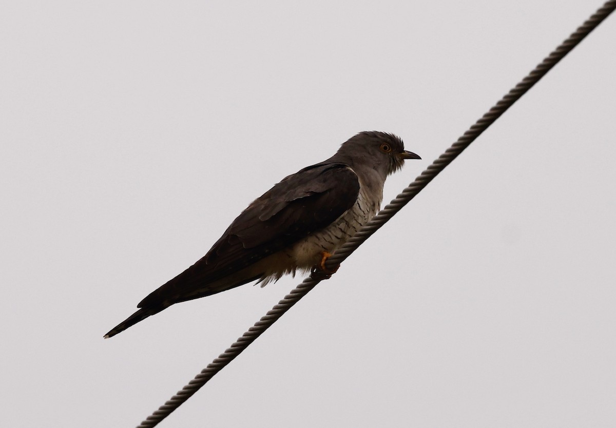 Зозуля звичайна - ML645265221