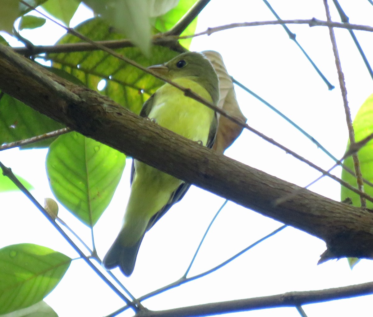 Piranga gorri-beltza - ML645265222