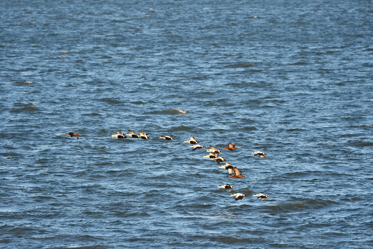 Common Eider - ML645265224