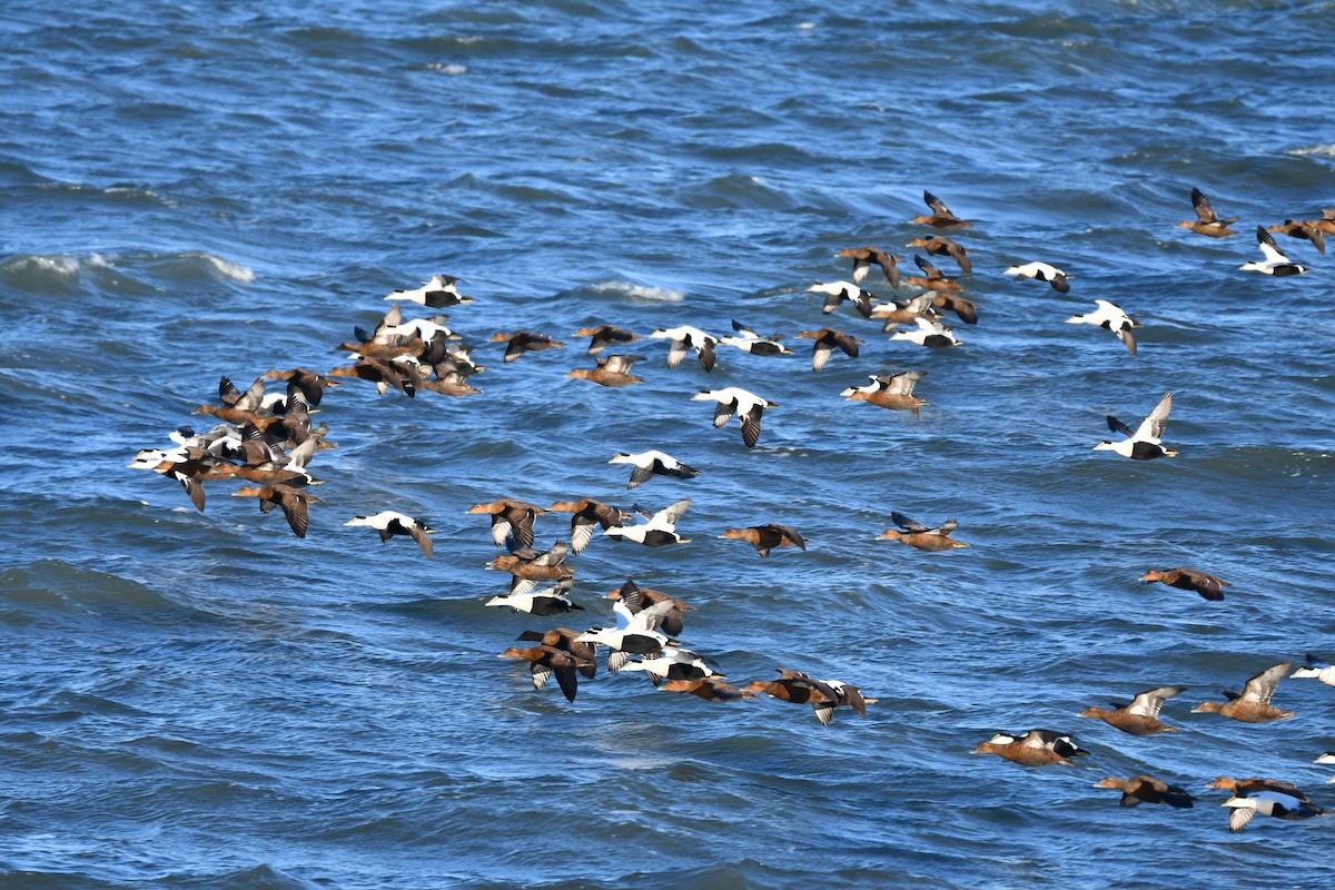 Common Eider - ML645265225