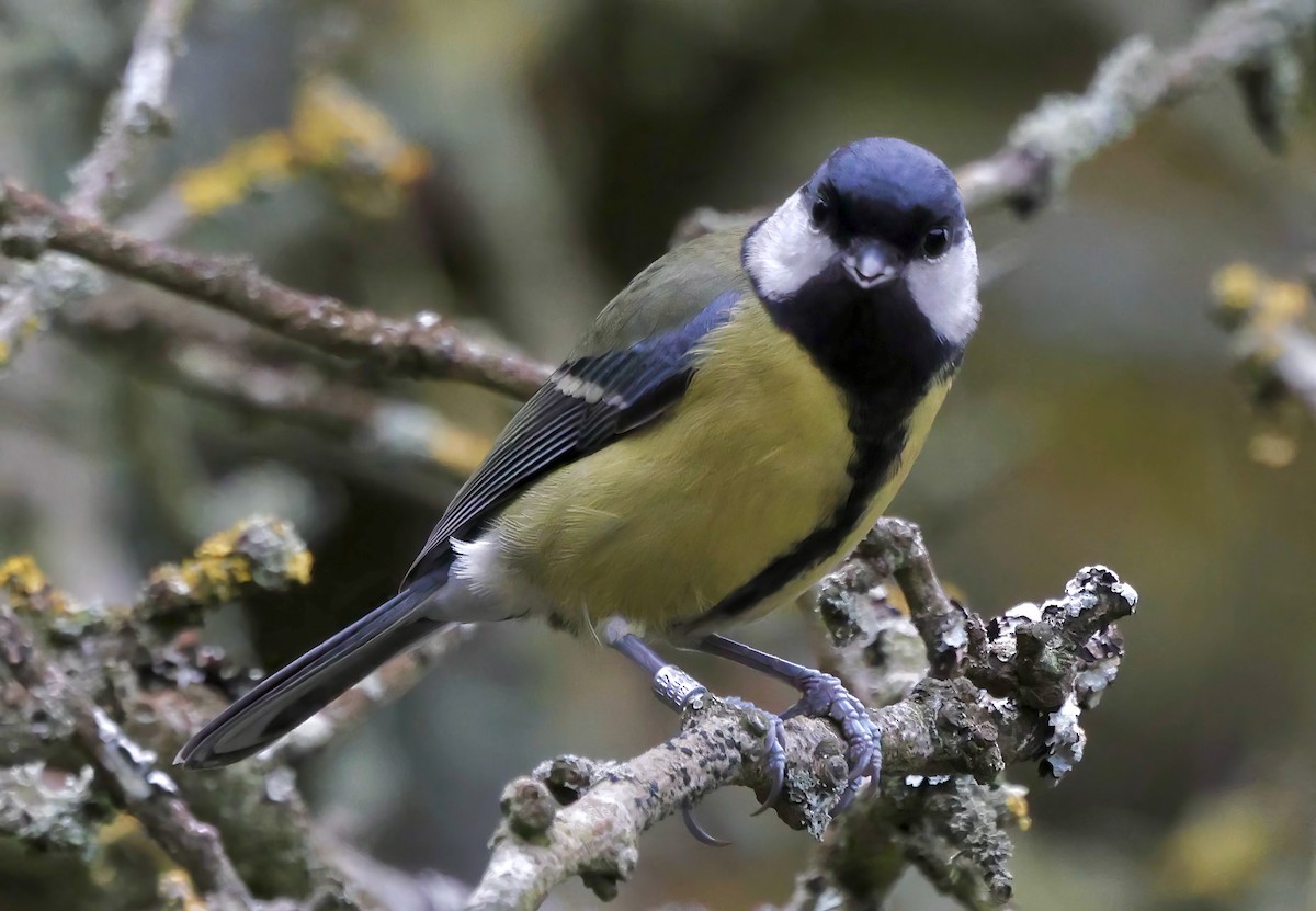 Синиця велика - ML645265226