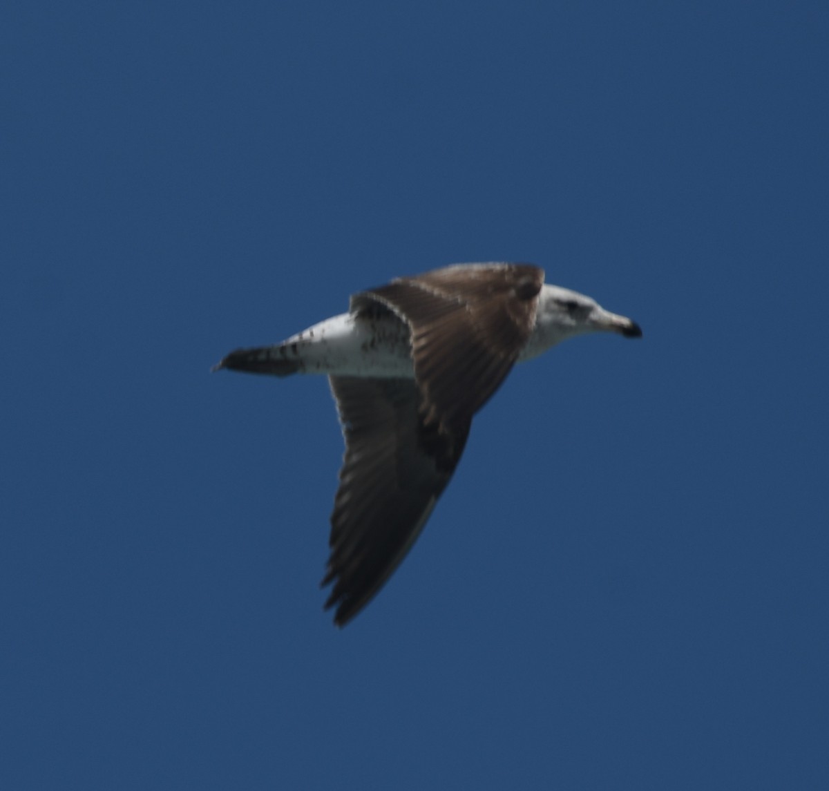 Мартин домініканський - ML645265228