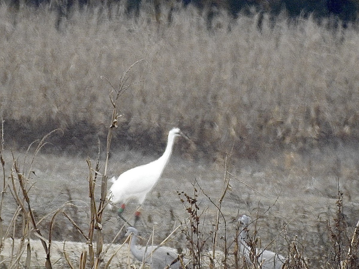 Whooping Crane - ML645265229