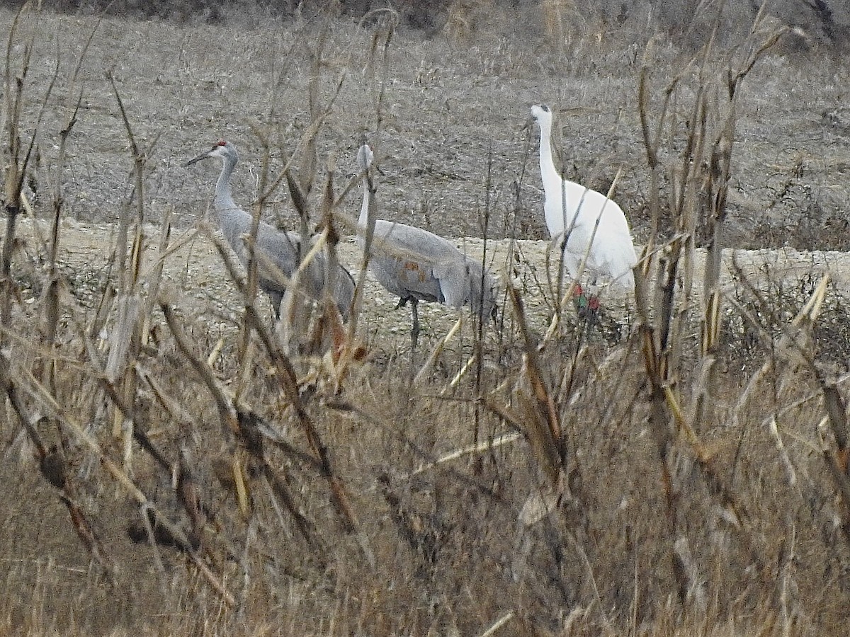 Журавель американський - ML645265230