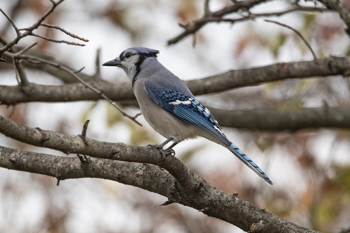 Сизойка блакитна - ML645265233